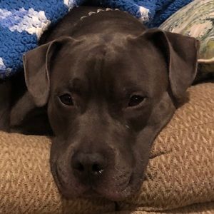 Meet your Posher, Casey